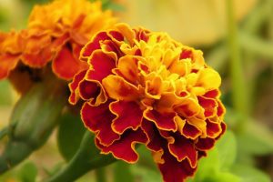 tartare de pétoncle et fleurs de  Tagète