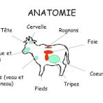 anatomie du boeuf