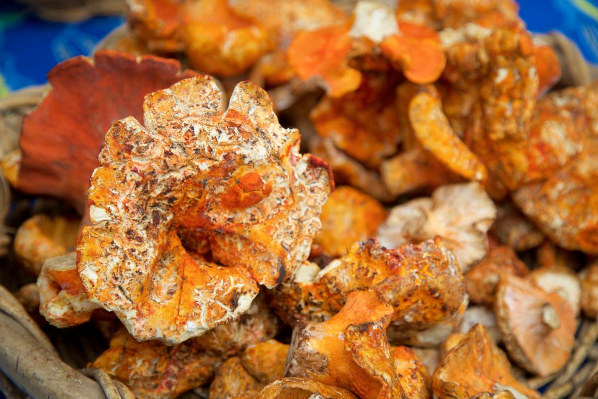 poêlée de champignons