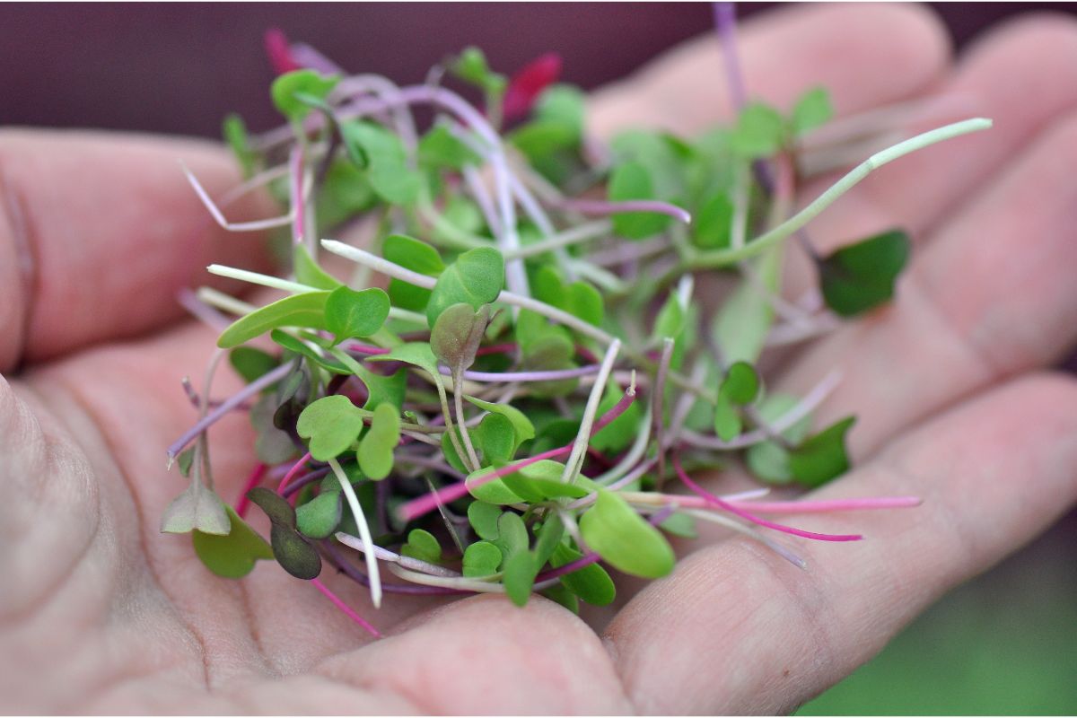 Salade de micro-pousse