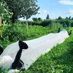 Les jardins du restaurant Tandem à Verchères en Montérégie