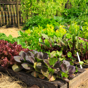 Comment débuter un petit potager dans son jardin