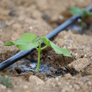 Comment débuter un petit potager et l’arrosage 