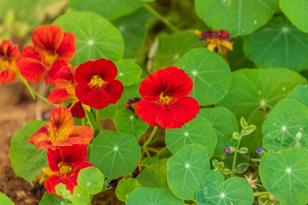 fleurs comestibles capucines
