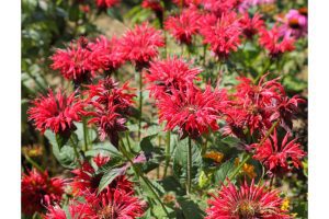 La belle monarde de nos jardins des fleurs comestibles