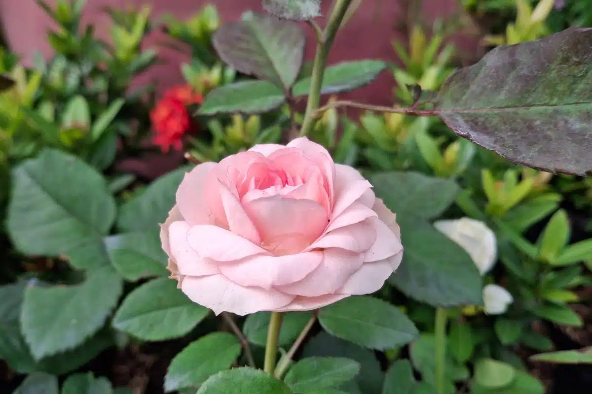 Cristalliser des pétales de roses