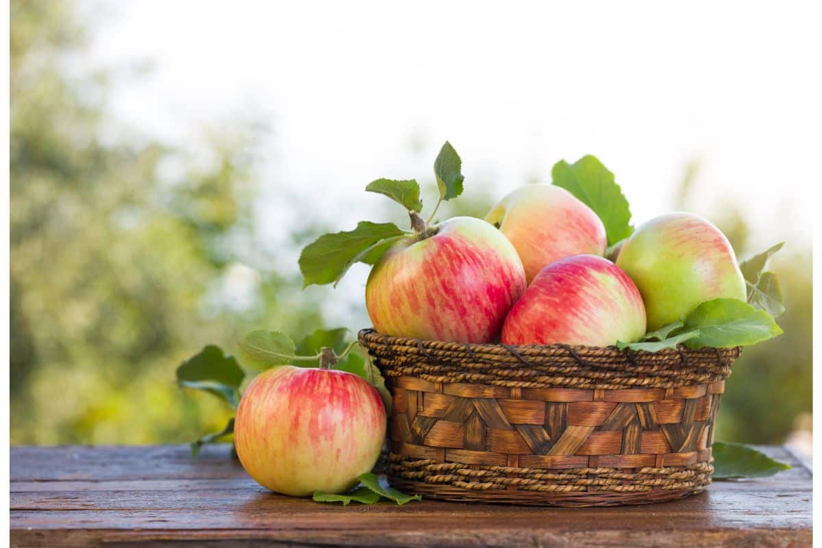 gâteau renversé aux pommes